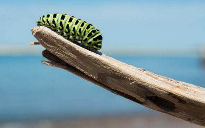 Transformation Starts with I