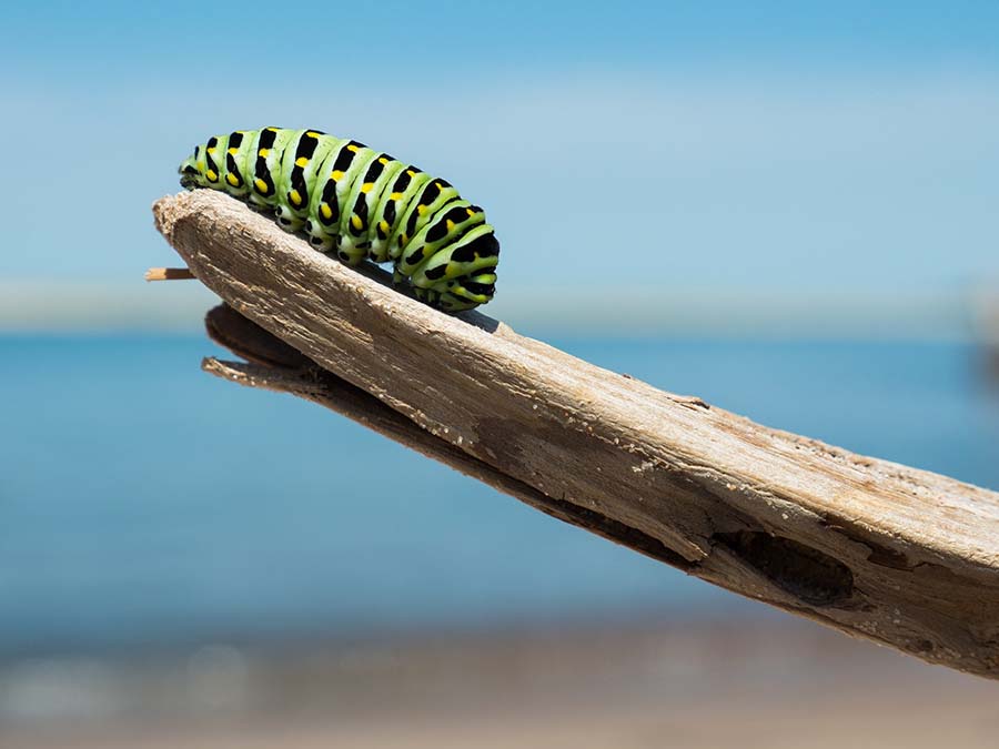 caterpillar on a branch before transformation