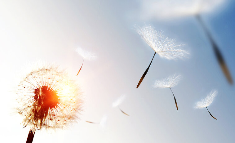Dandelion blowing seeds in the sky.