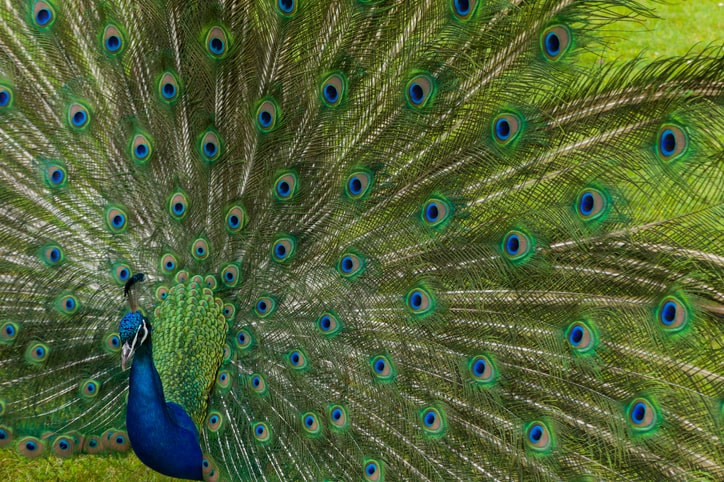 opened peacock showing its beauty