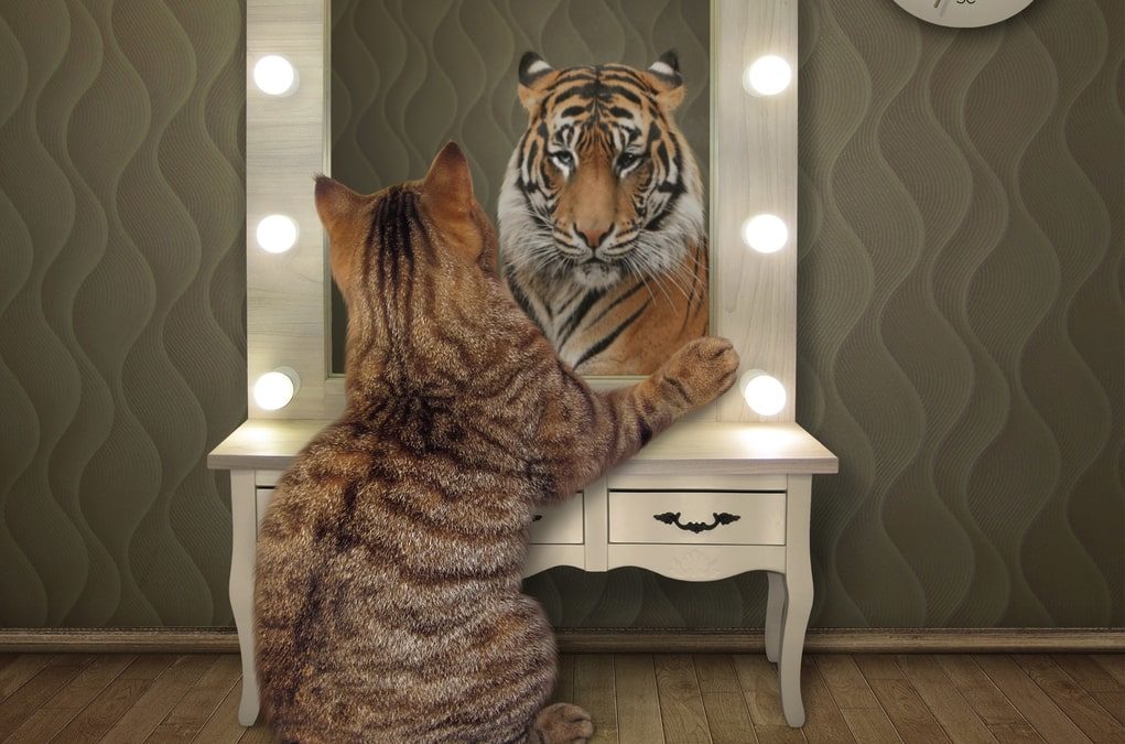 cat looking at his reflection and seeing a tiger in the mirror
