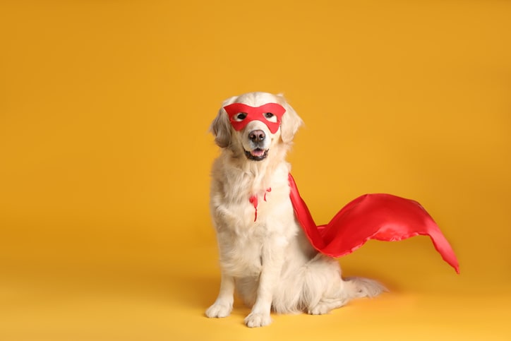 Golden retriever dog with red mask and cape on like superhero