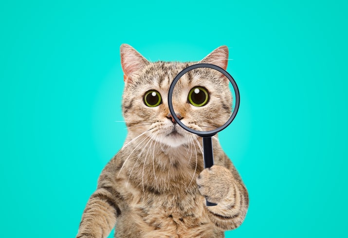 cute cat holding magnifying glass