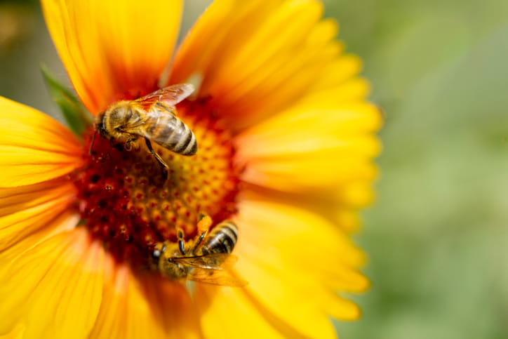 A yellow flower with two bees pollinate